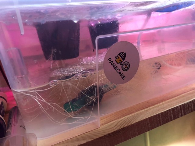 Корни в контейнере