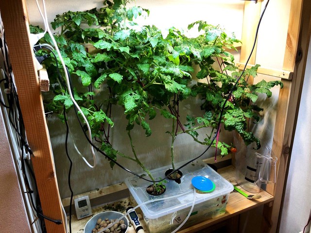 Фото помидоров дома