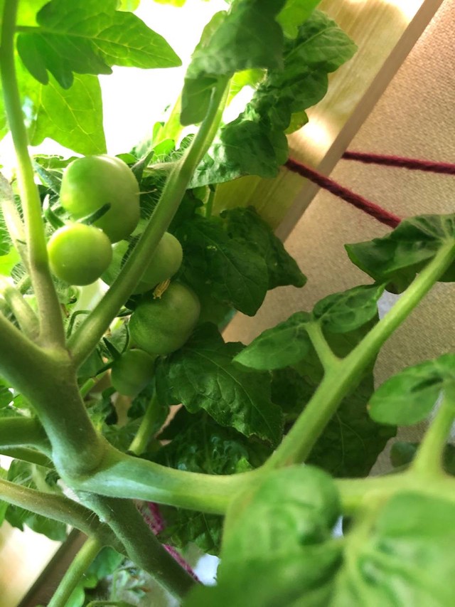 Фото помидоров дома