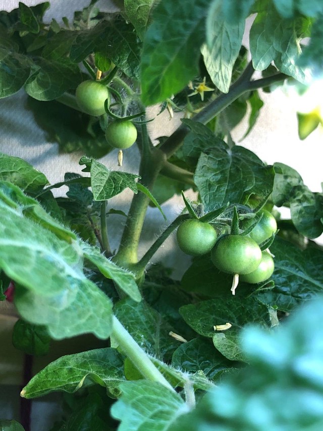 Фото помидоров дома