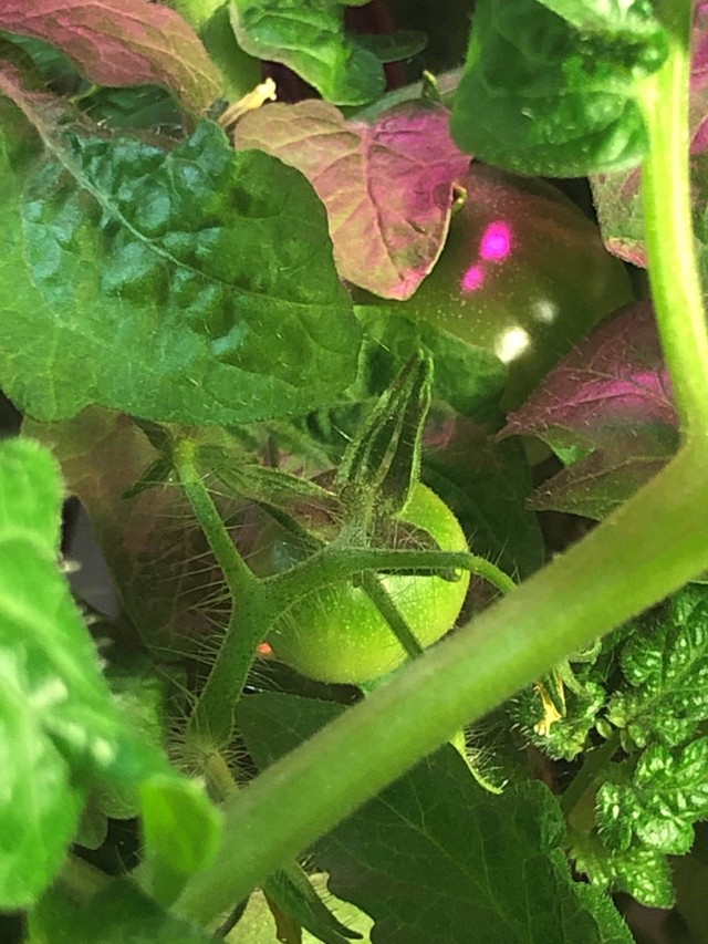 Фото помидоров дома