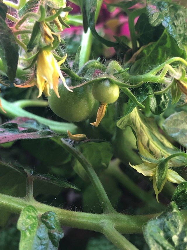 Фото помидоров дома