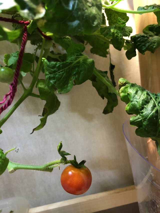 Помидорка без почвы дома