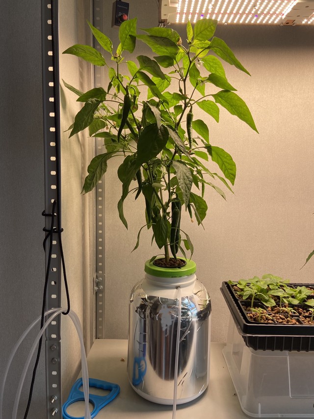 перец в банке спорт питания