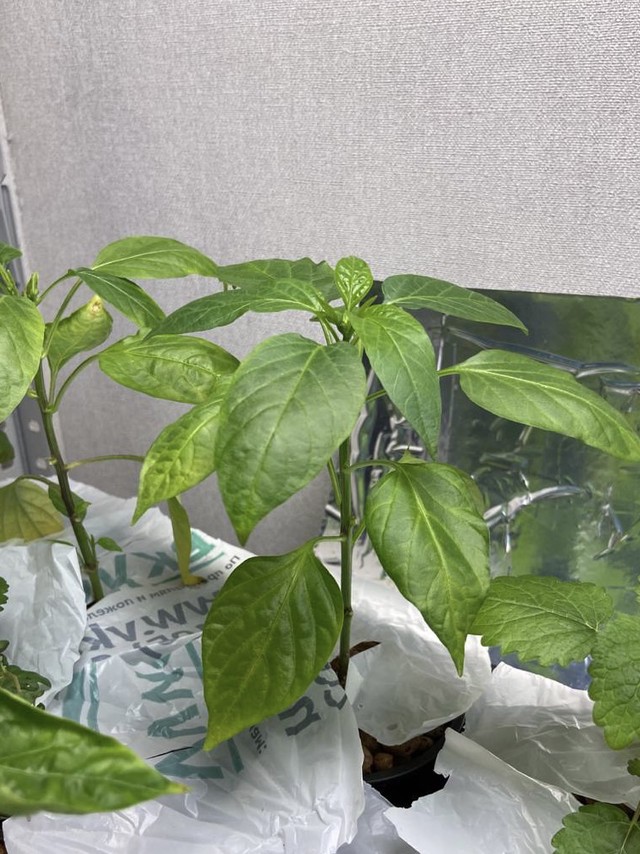 Перец дома - стадия роста