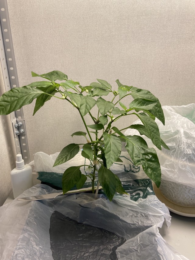 Перец дома - стадия роста