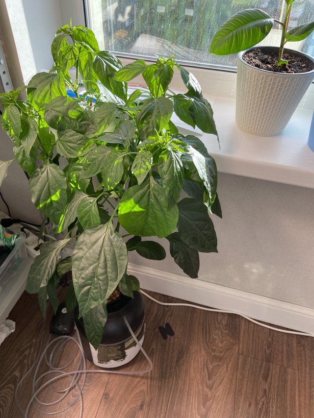 Перец дома - стадия роста