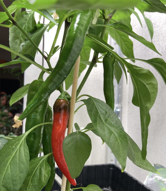 Перец дома - стадия роста