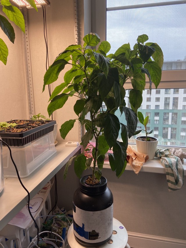 Перец дома - стадия роста