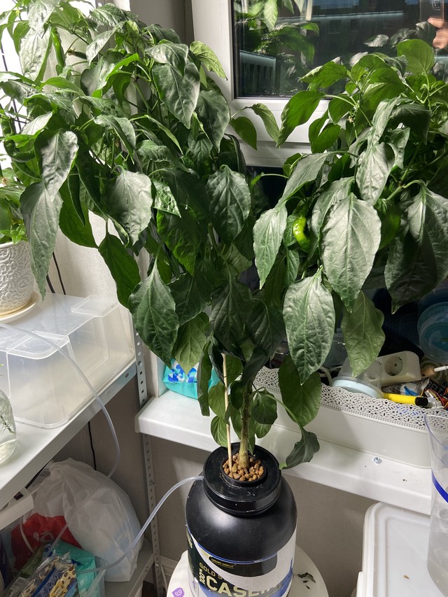 Перец дома - стадия роста