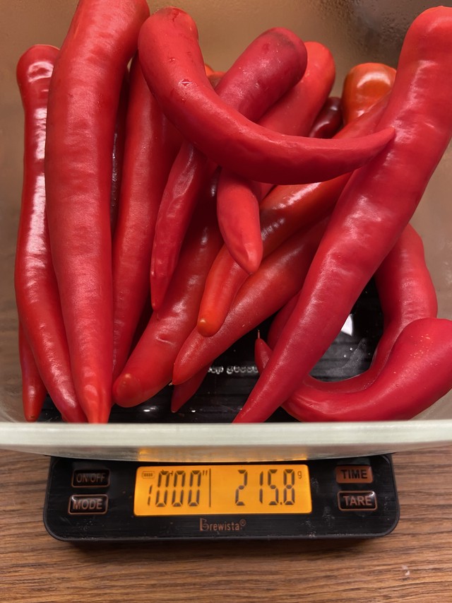 Перец дома - стадия роста