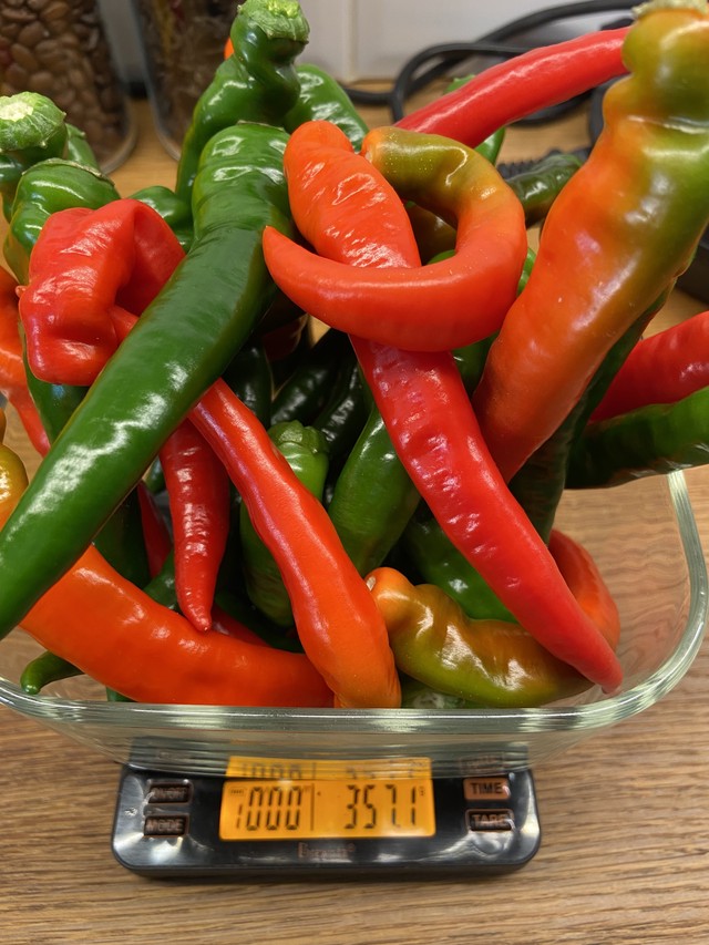 Перец дома - стадия роста