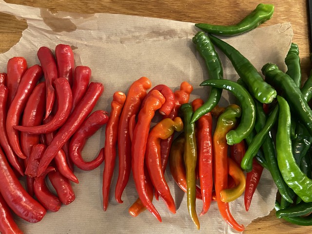 Перец дома - стадия роста