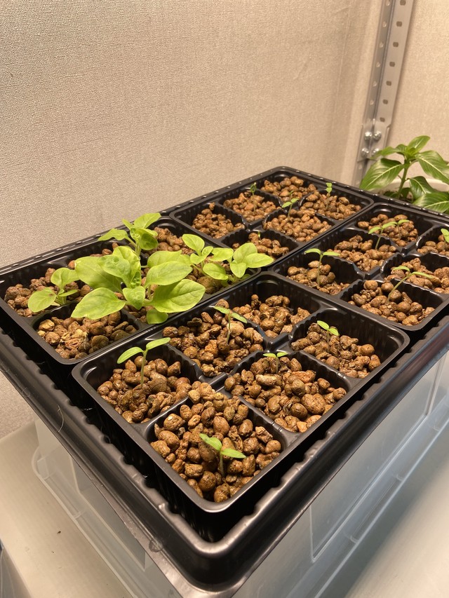 Помидоры 1 неделя от всходов