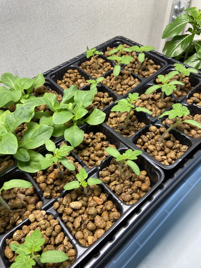 Помидоры 2 недели от всходов