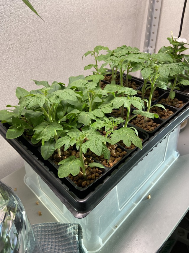 Помидоры 3 недели от всходов