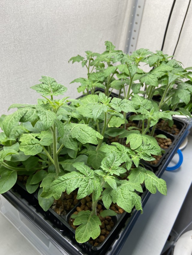 Помидоры 4 недели от всходов