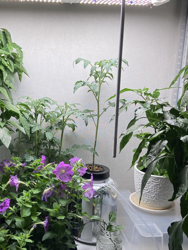 Помидоры 7 недель от всходов