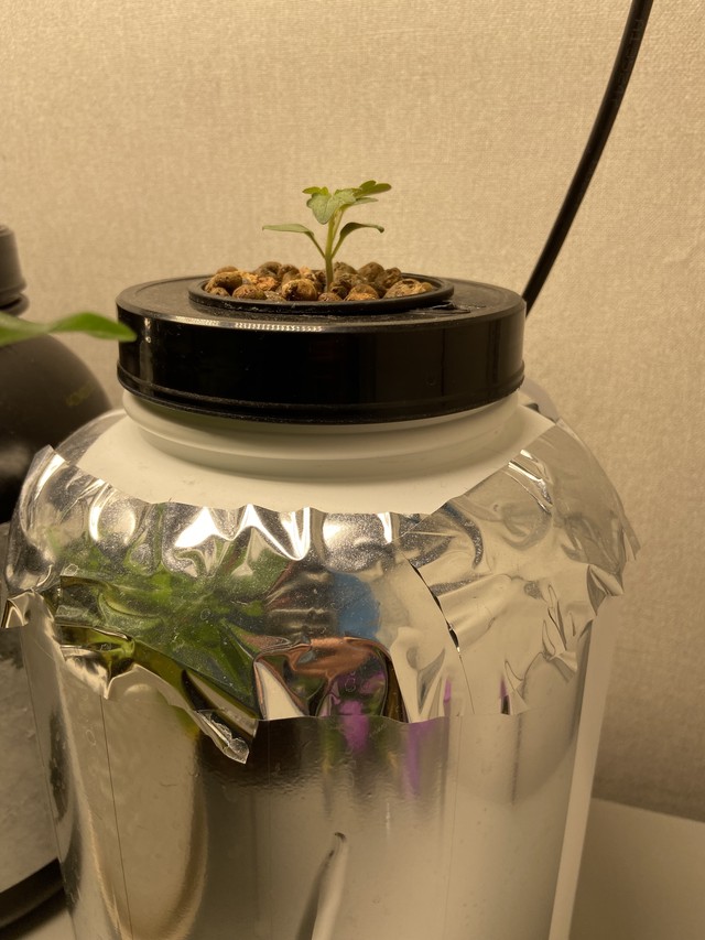 помидоры 1 неделя от всходов