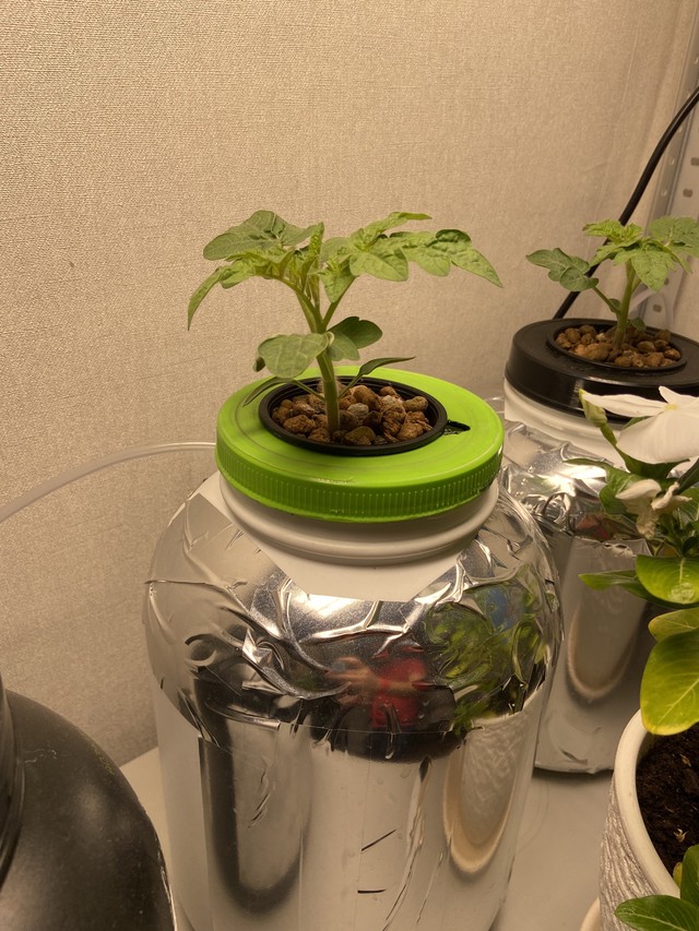 Помидоры 2 недели от всходов