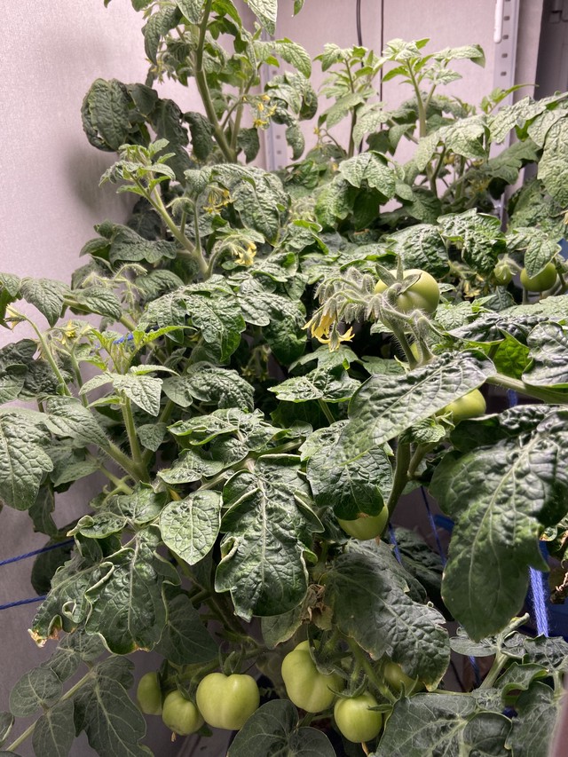 Помидоры 8 недель от всходов