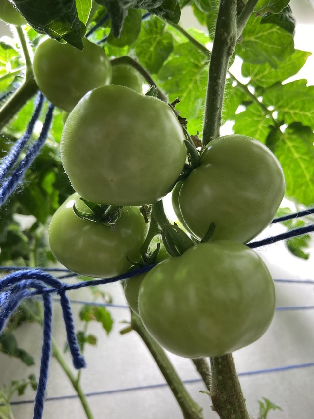 Помидоры 10 недель от всходов с плодами