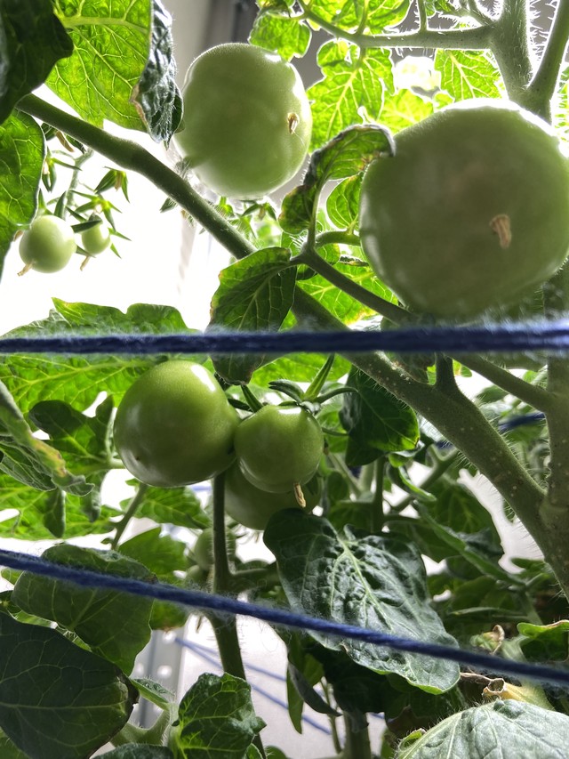 Помидоры 10 недель от всходов