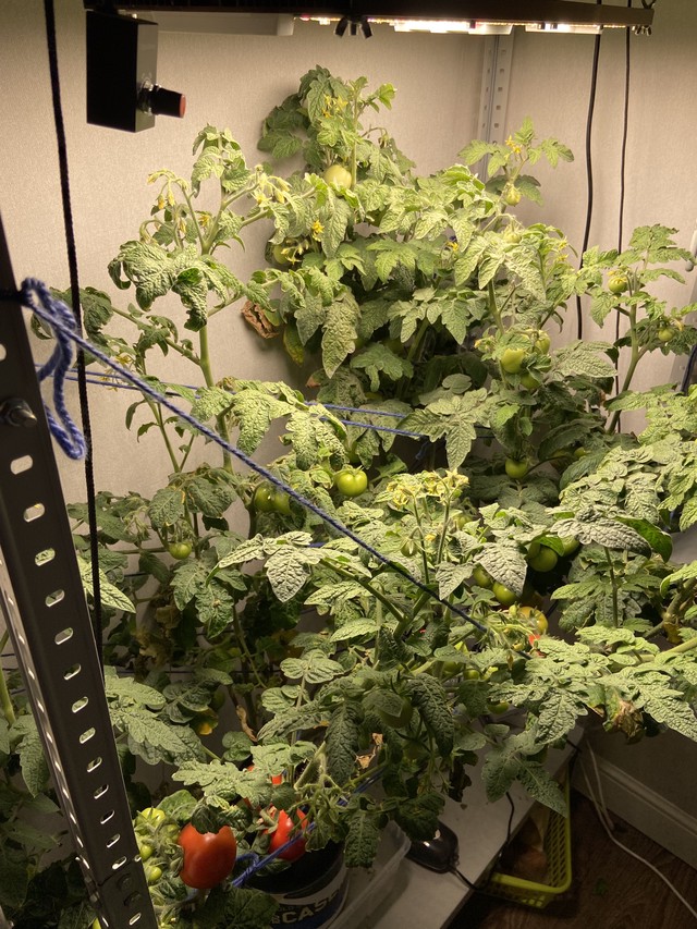 Помидоры 11 недель от всходов