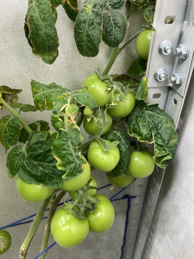 Помидоры 11 недель от всходов