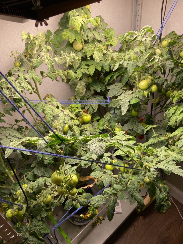 Помидоры 12 недель от всходов