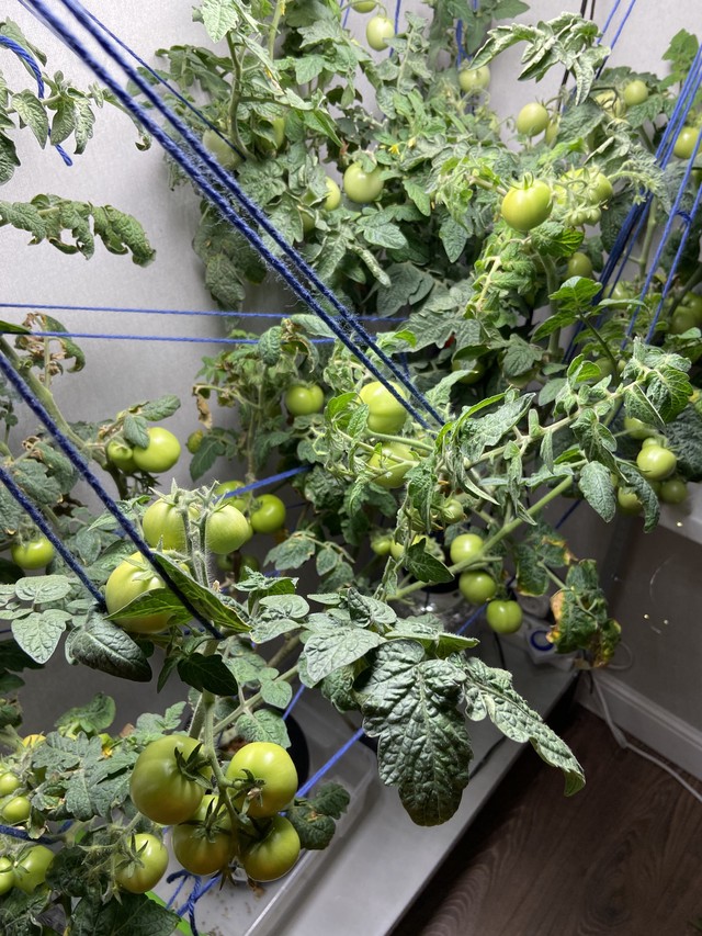 Помидоры 13 недель от всходов