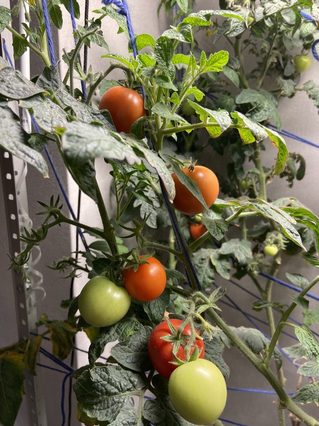 Помидоры 14 недель от всходов