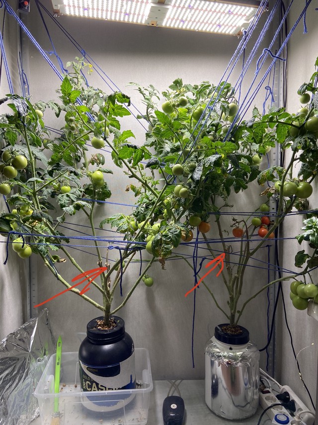 Неправильное пасынкование у помидоров