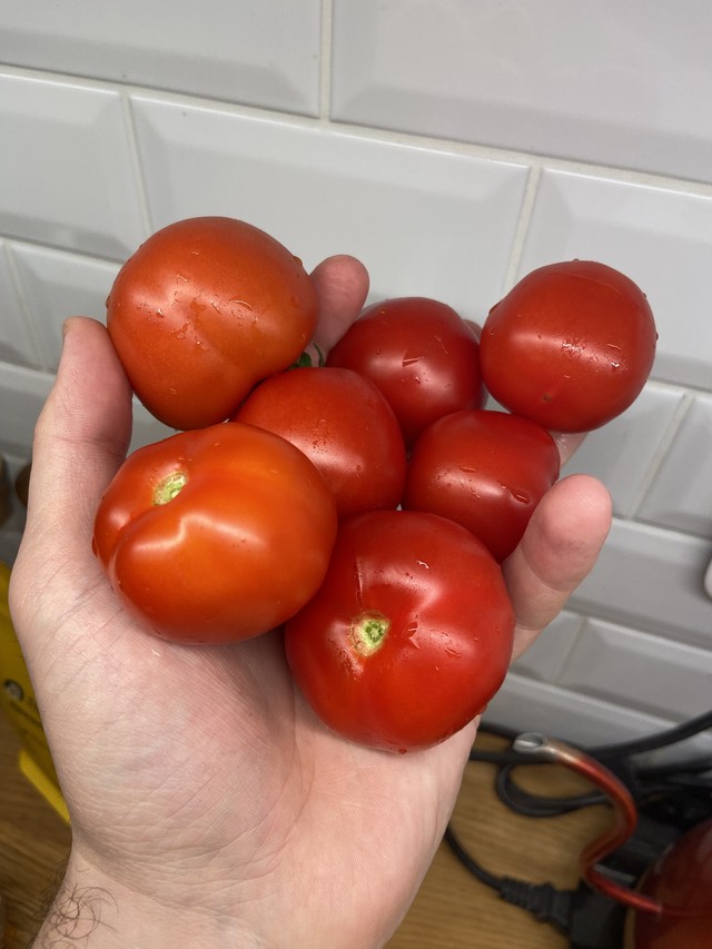 Урожай помидоров, выращенных дома