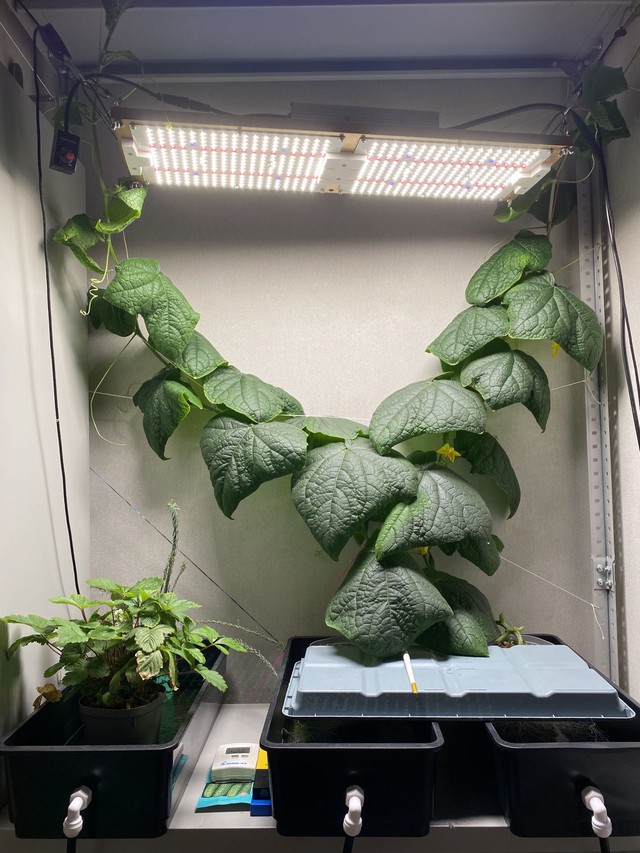 Огурцы - месяц