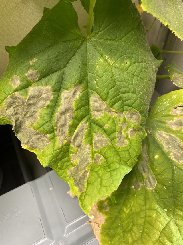 Огурцы без питания - чахнут