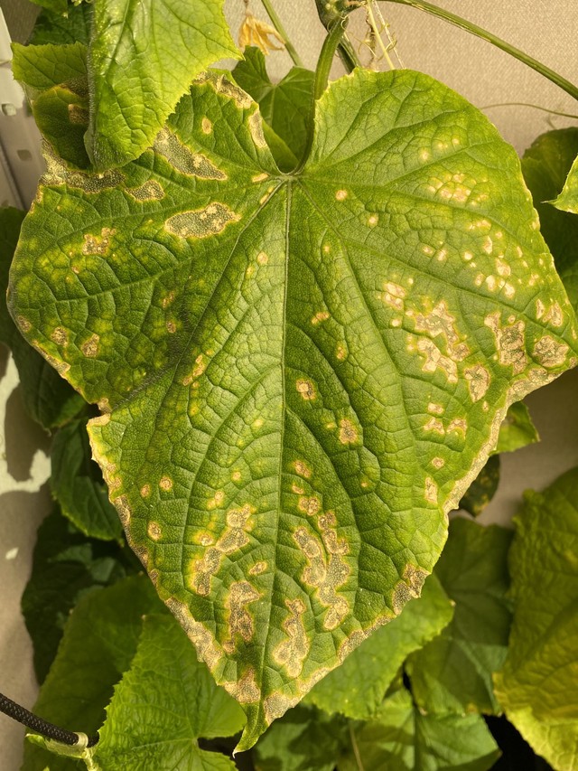 Огурцы без питания - чахнут