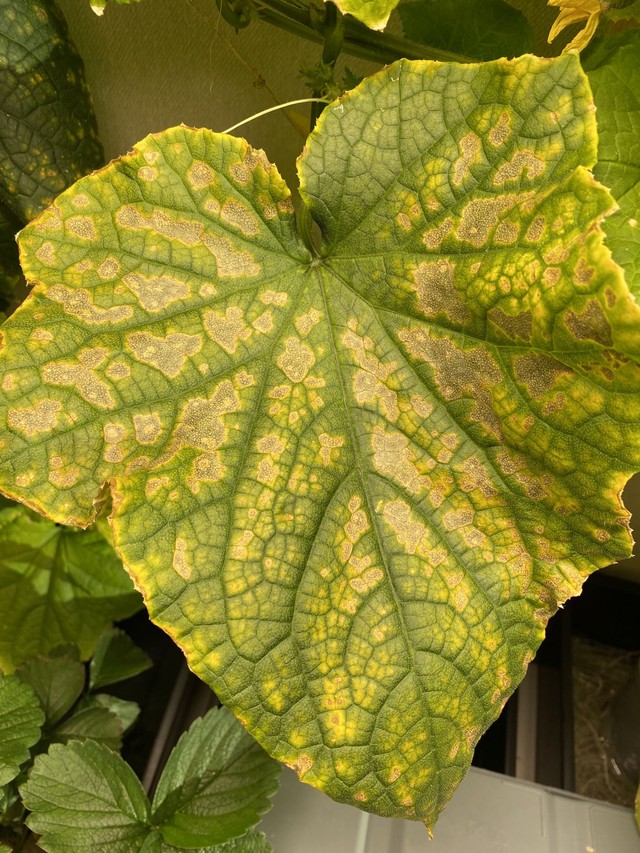 Огурцы без питания - чахнут