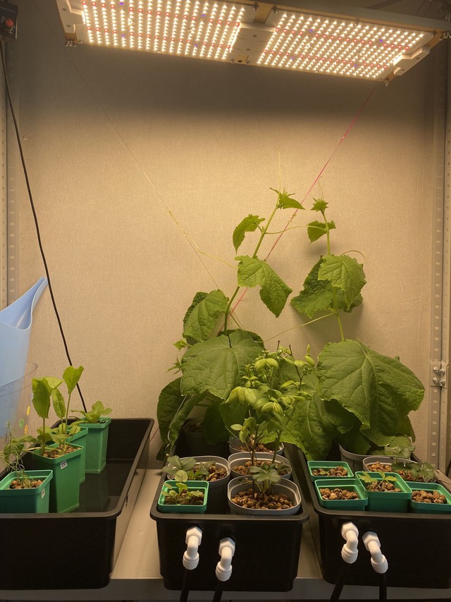 Огурцы дома - фото роста