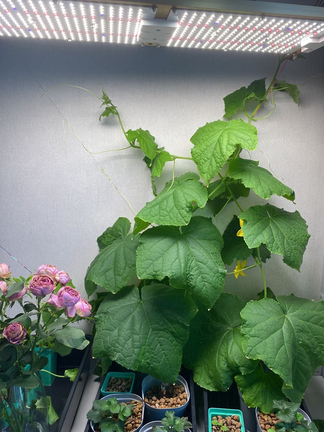 Огурцы дома - фото роста