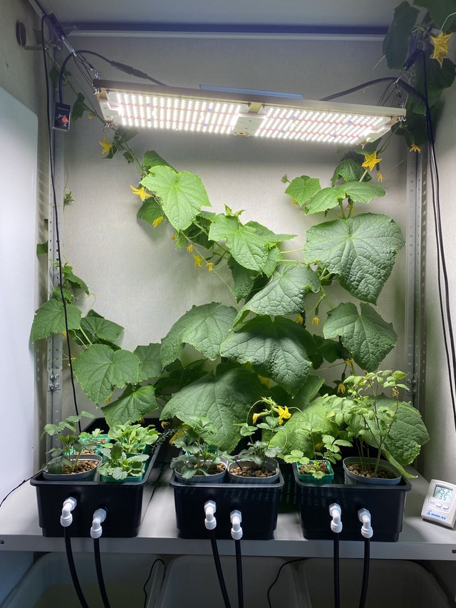 Огурцы дома - фото роста