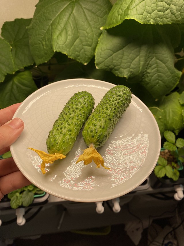 Огурцы дома - фото роста