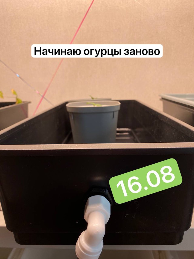 Огурцы заново - вторая попытка