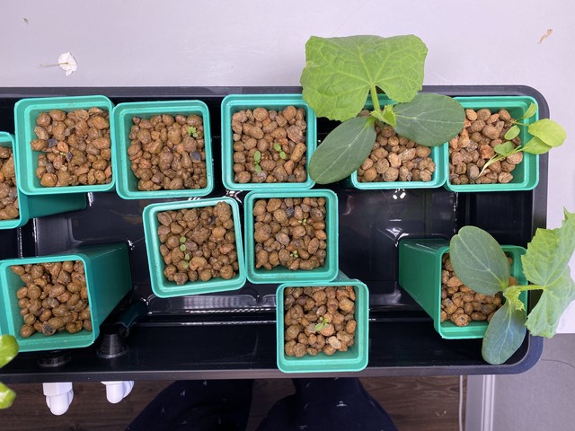 Огурцы дома - фото роста