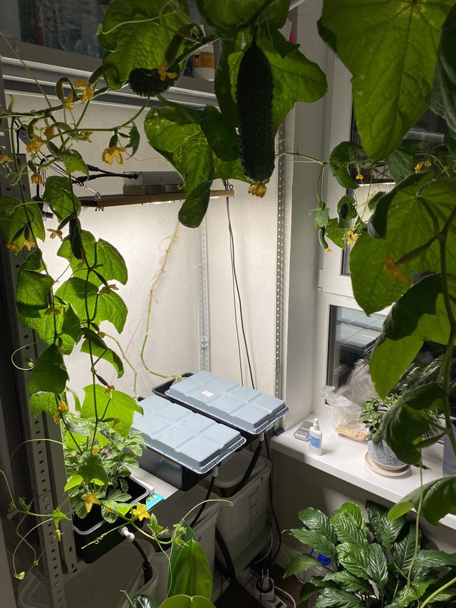 Огурцы перед уборкой