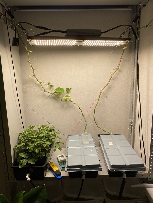 Нападение триса на огурец