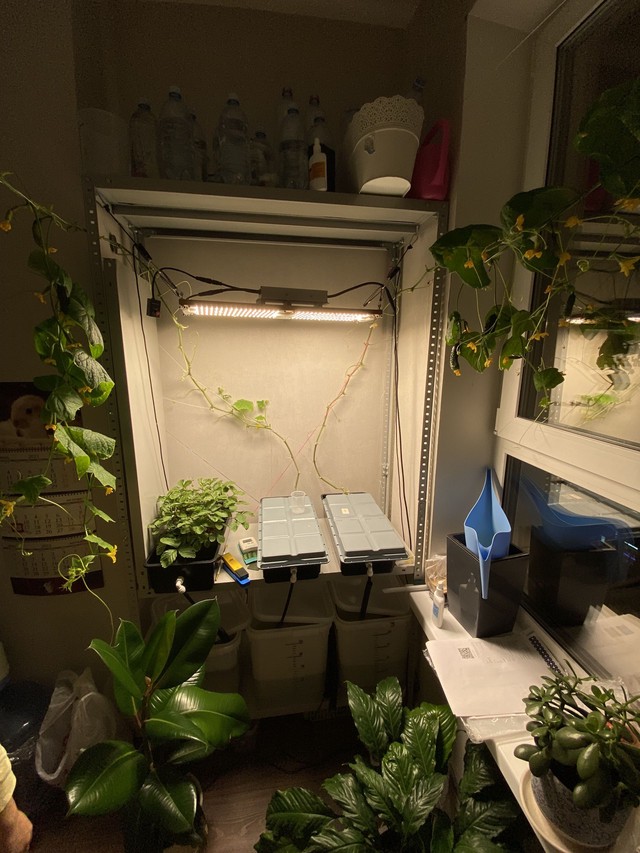 Фото после нападения трипса на огурец