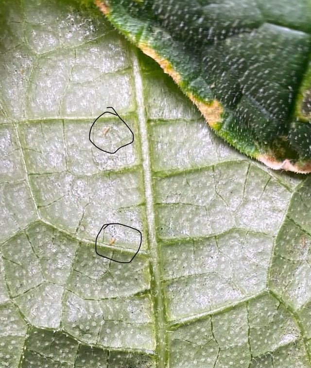 Пример трипса на огуречном листе