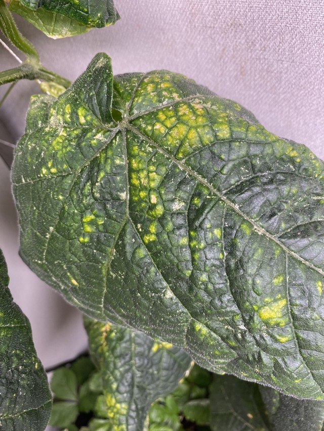 Пример трипса на огуречном листе