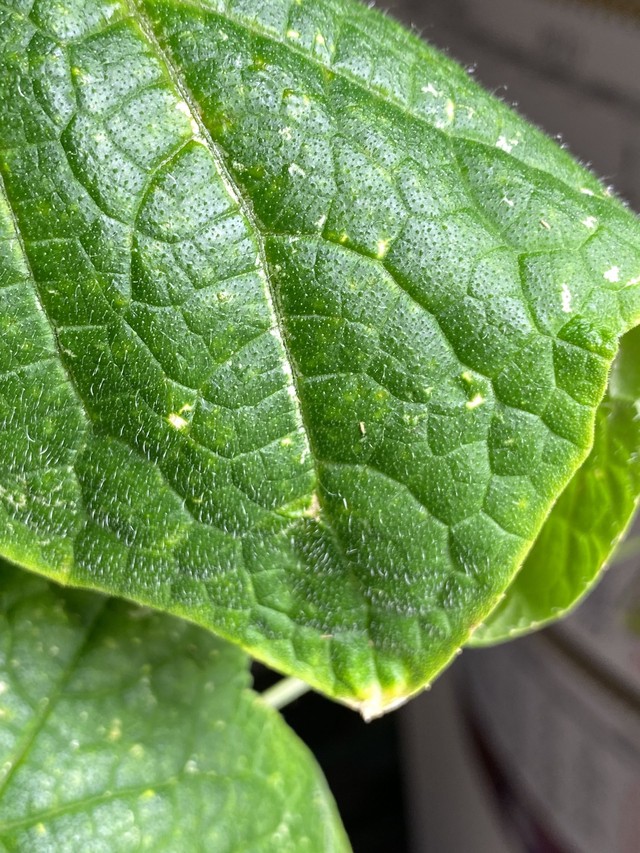 Пример трипса на огуречном листе